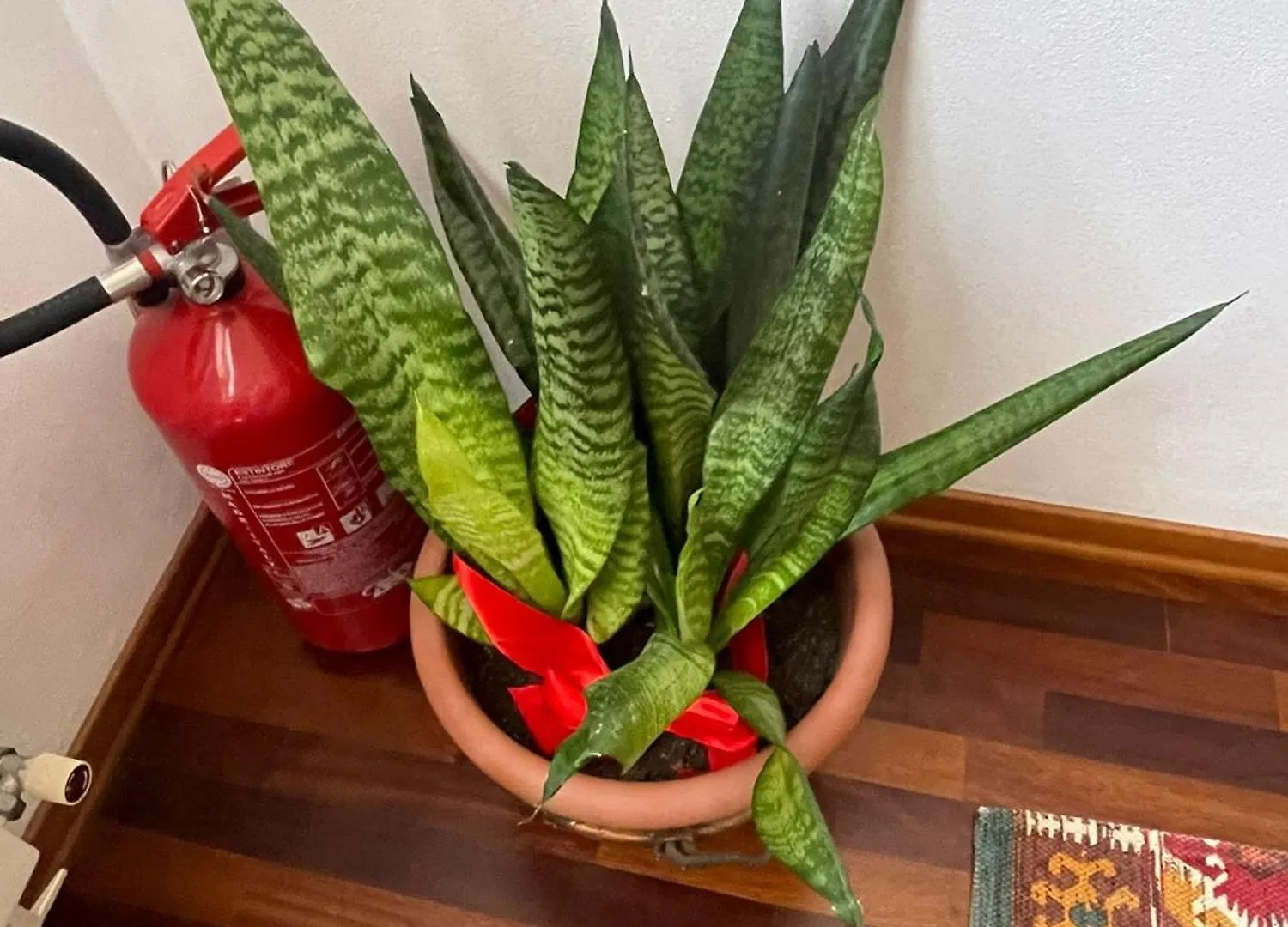 B&B La Chiocciola Villanova di Bagnacavallo Alojamento de Acomodação e Pequeno-almoço